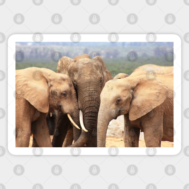 African Wildlife Photography Elephant Family Magnet by PathblazerStudios